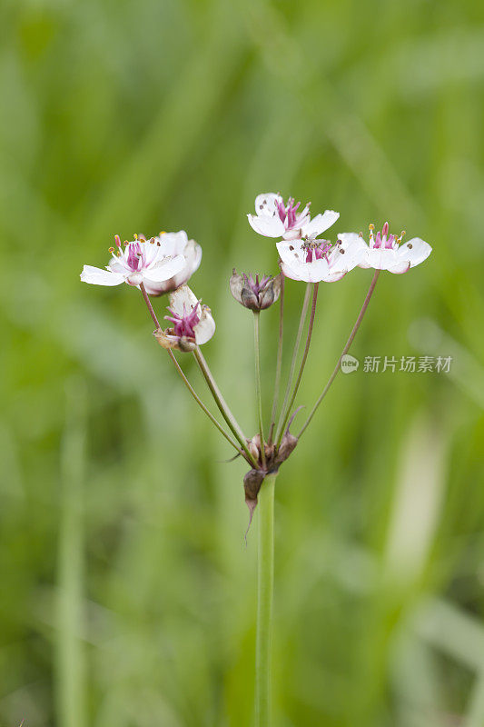 蒲草(Butomus umbellatus)